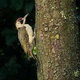 Green woodpeckers